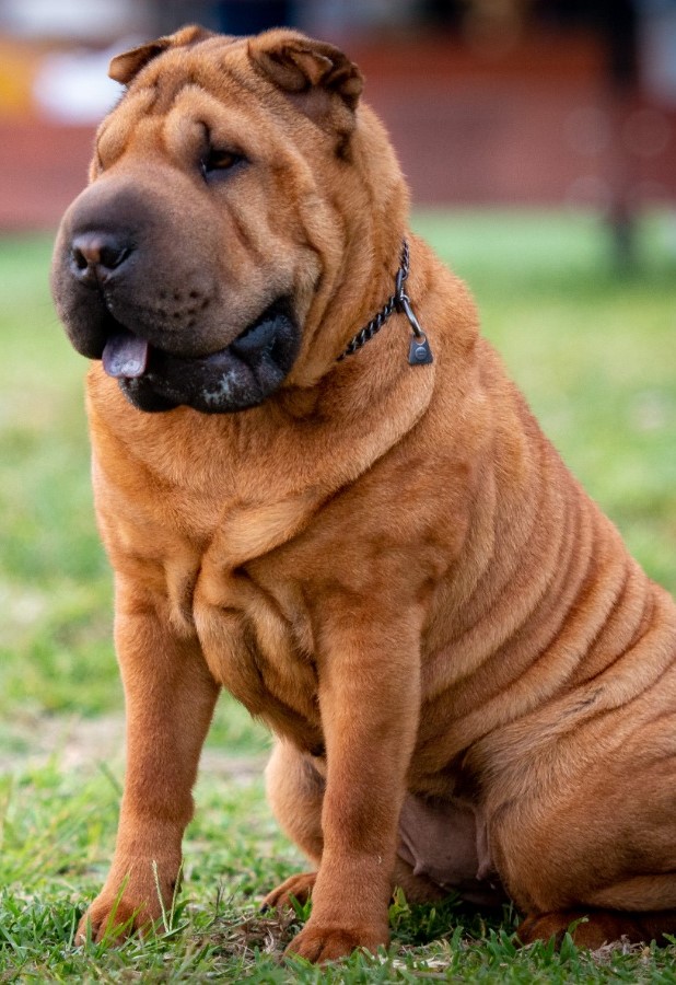 Shar Pei Historia