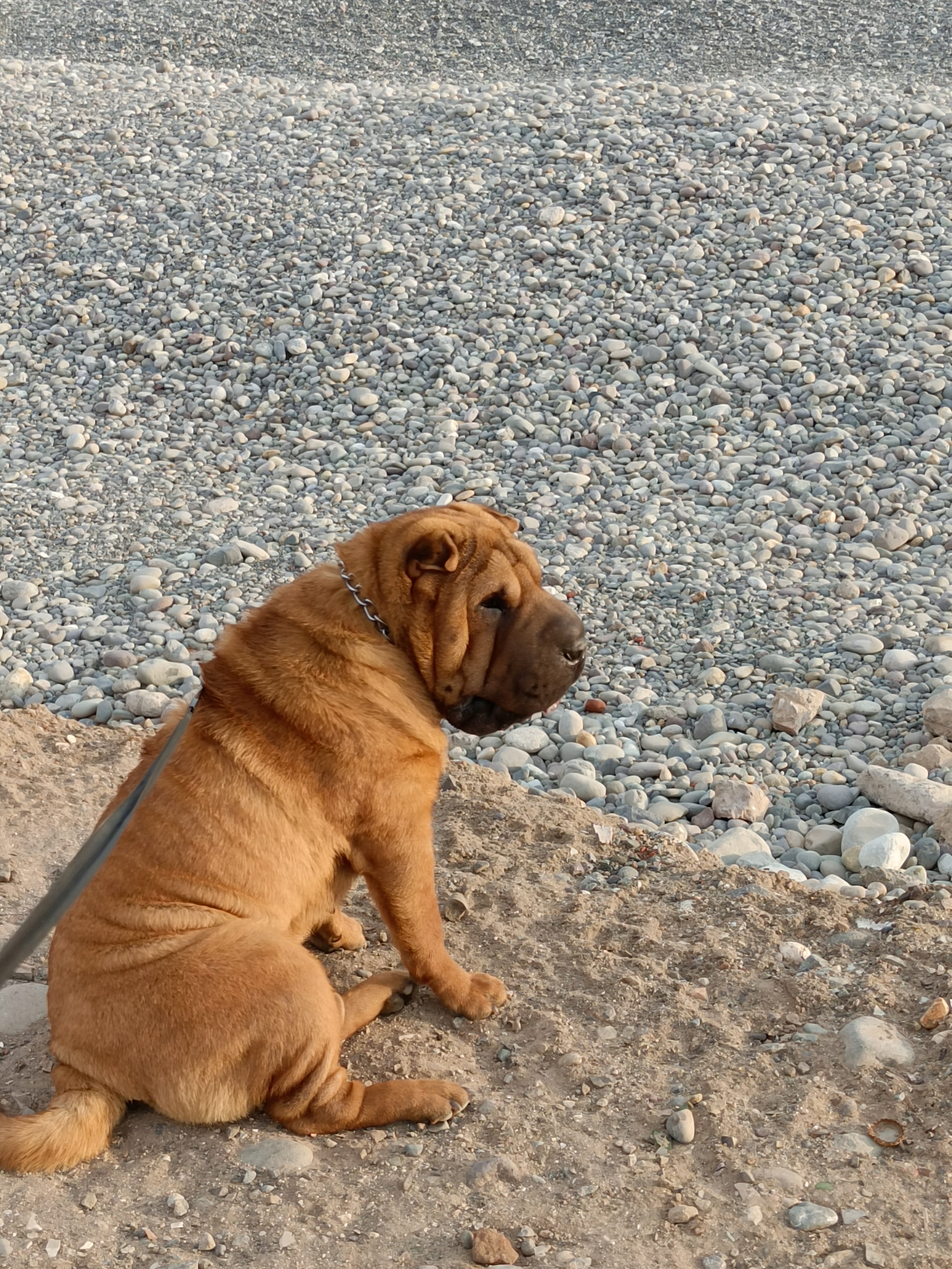 Shar Pei en Perú