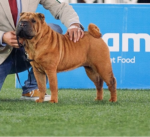 Shar Pei Crianza